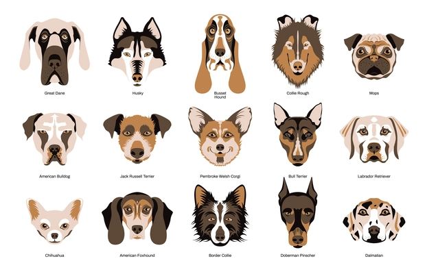 Cute purebred dogs faces of fifteen breeds flat set with chihuahua great dane terrier husky foxhound collie busset hound labrador dalmatian isolated vector illustration