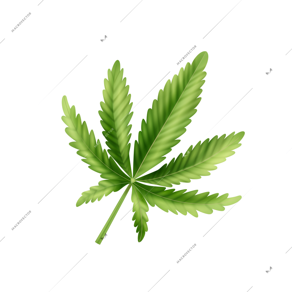 Realistic cannabis leaf composition fresh and green pointed leaf on white background vector illustration