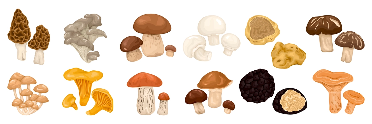 Edible mushrooms cartoon set with morels boletus russule oyster oiler champignon types isolated vector illustration