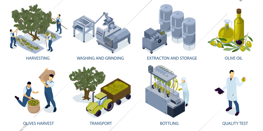 Olive olive production isometric design concept with people harvesting factory equipment transport workers isolated 3d vector illustration