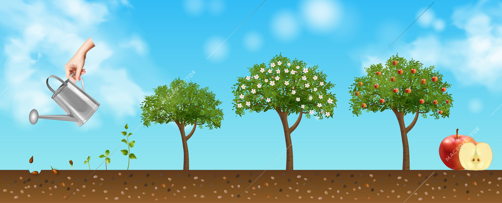 Apple tree life cycle background with fertilization realistic vector illustration