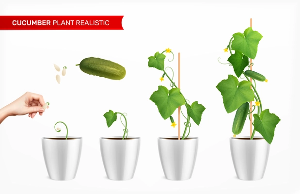 Stages of cucumber growth fresh vegetable and human hand planting seed realistic isolated vector illustration