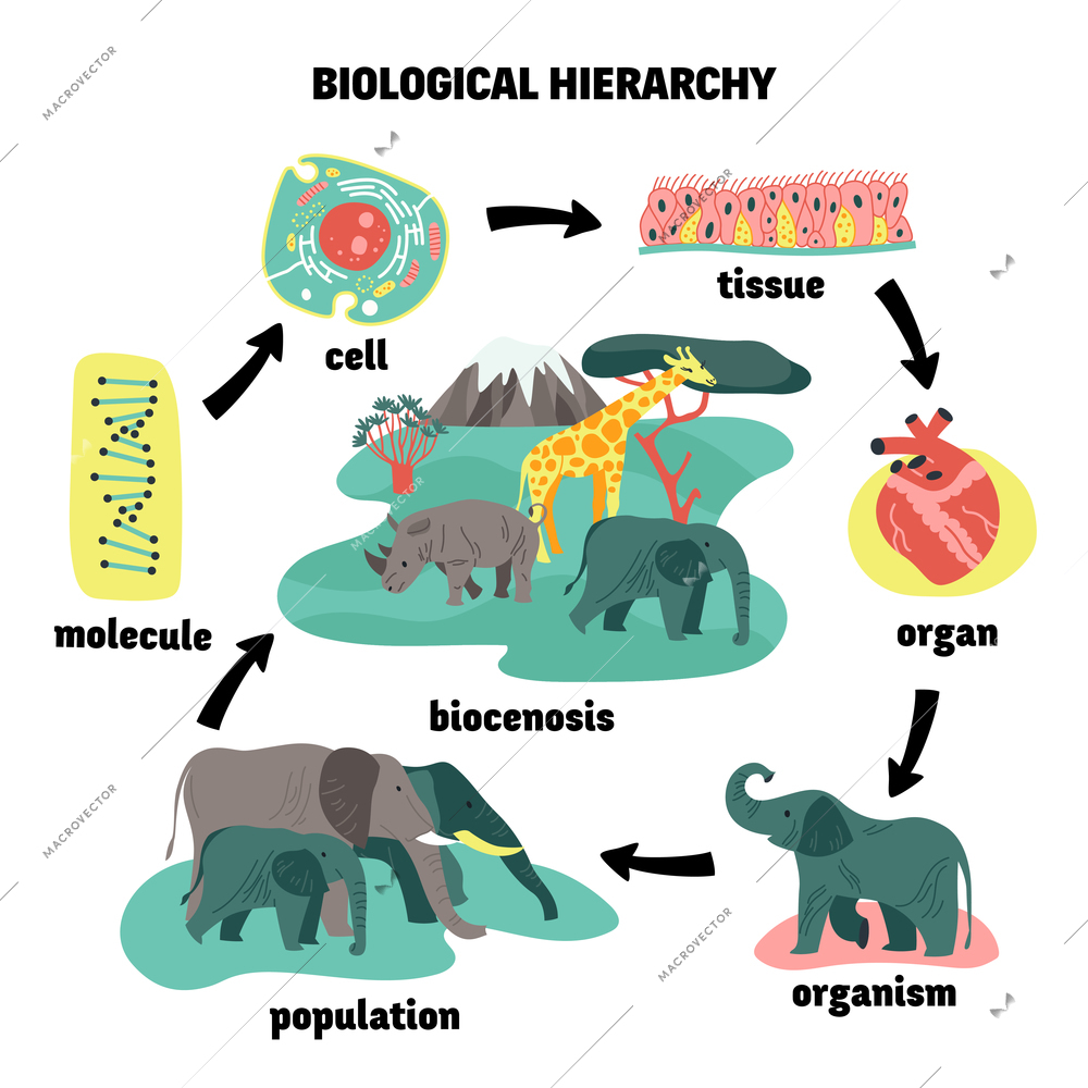 Biological hierarchy ecosystem composition with isolated icons of cells organs and animal population with text arrows vector illustration