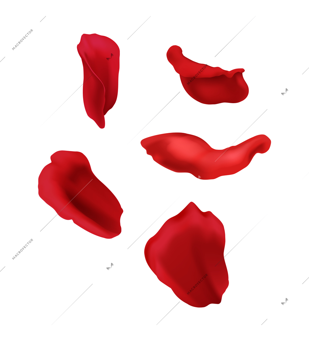 Realistic red rose petals on white background isolated vector illustration