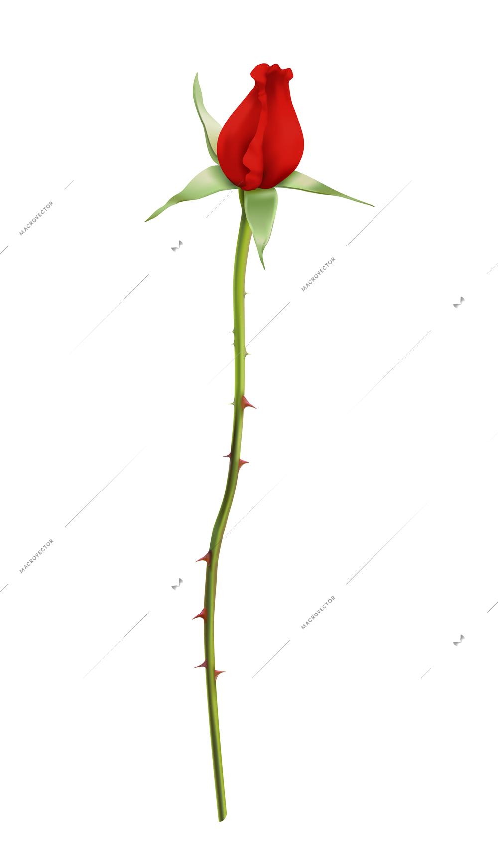 Realistic red rose bud on stalk with thorns without leaves vector illustration