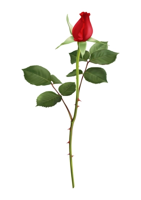 Red rose bud with green leaves realistic vector illustration
