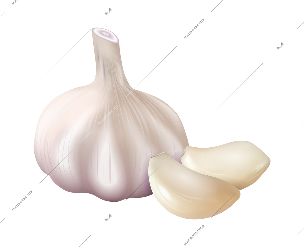 Realistic whole garlic and cloves on white background vector illustration