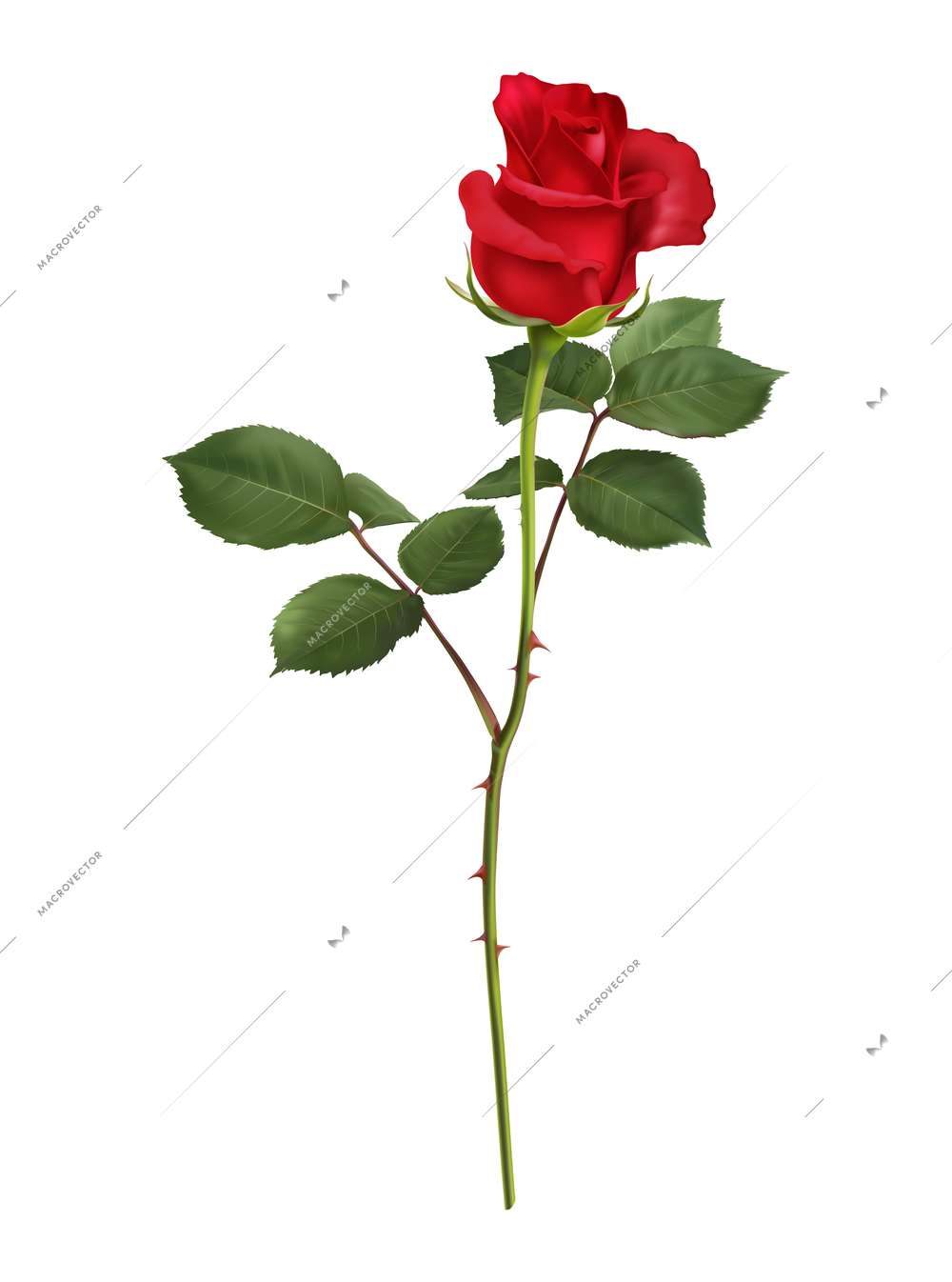 Realistic blooming red rose with green leaves vector illustration