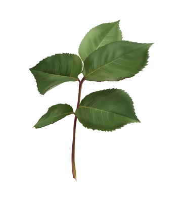 Rose flower twig with green leaves realistic vector illustration