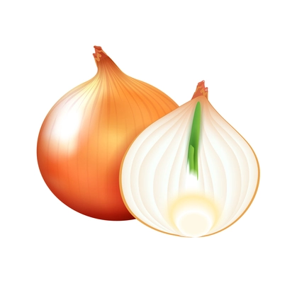Realistic whole and half bulb onion vector illustration