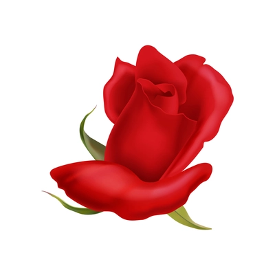 Beautiful blooming red rose flower realistic vector illustration
