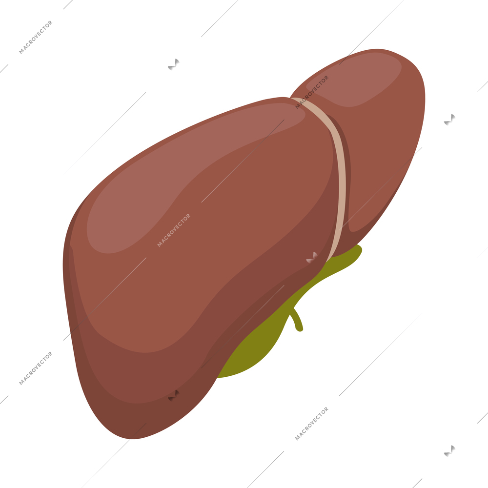 Isometric healthy human liver on white background 3d vector illustration