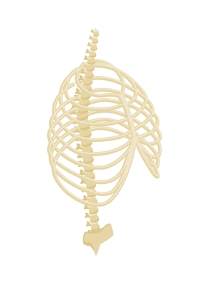 Human skeleton system with ribs and spine 3d isometric vector illustration