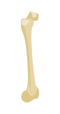 Isometric human femur bone on white background 3d vector illustration
