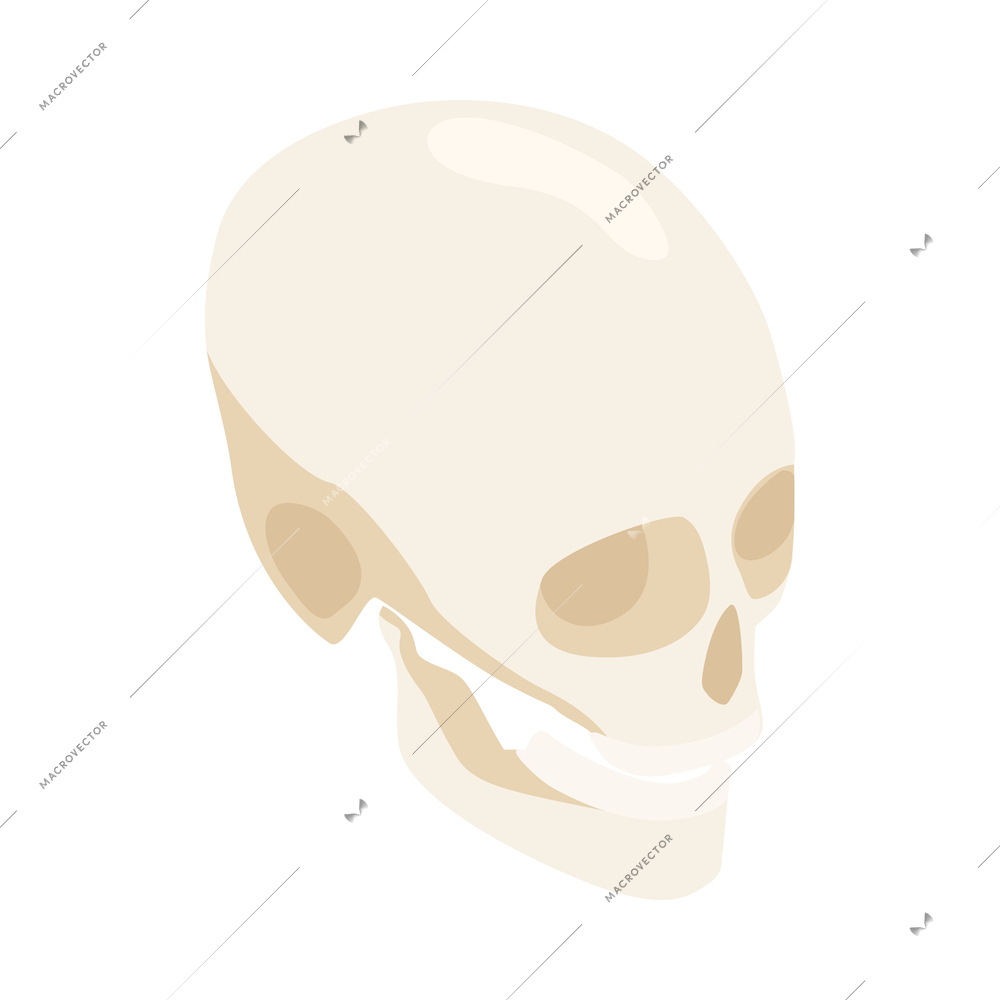 Isometric human skull on white background 3d vector illustration