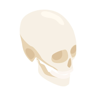 Isometric human skull on white background 3d vector illustration