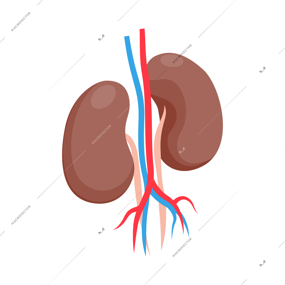 Healthy human kidneys on white background 3d isometric vector illustration