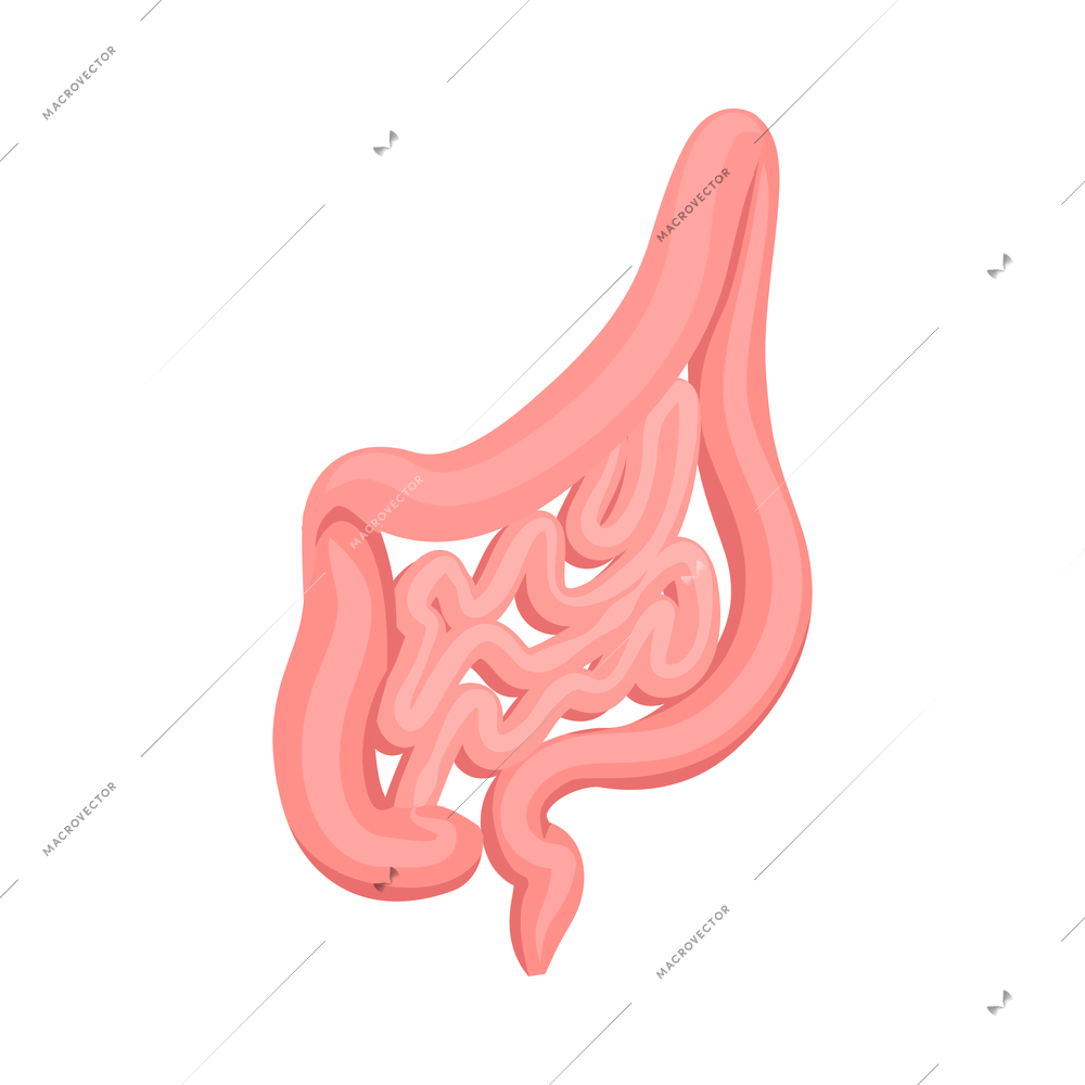 Isometric human large and small intestines 3d vector illustration