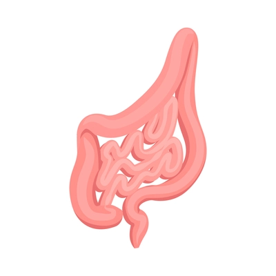 Isometric human large and small intestines 3d vector illustration