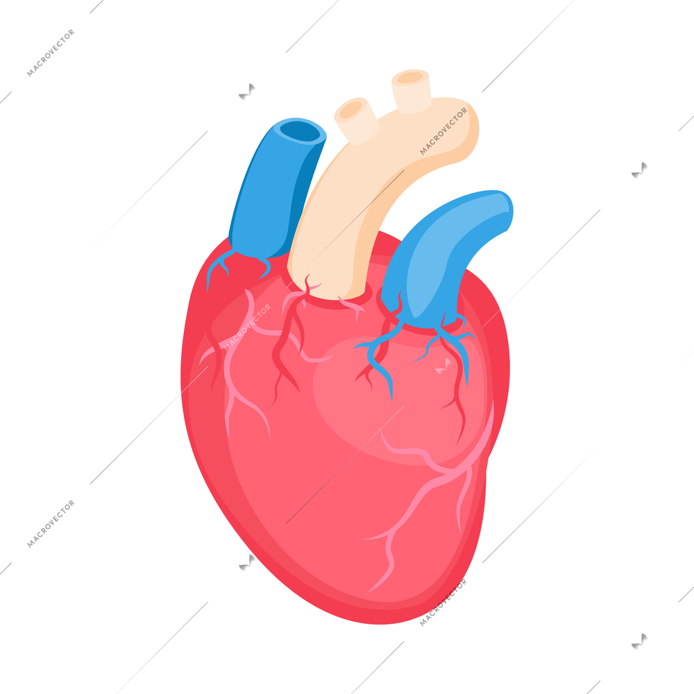 Isometric color healthy human heart on white background 3d vector illustration