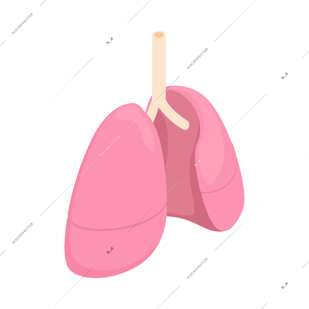 Isometric color healthy human lungs on white background 3d vector illustration