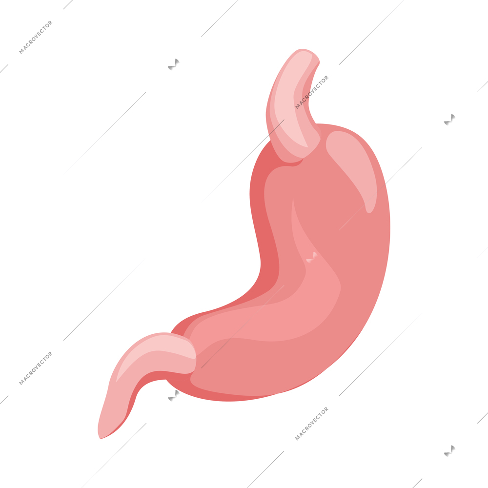 Healthy human stomach on white background isometric 3d vector illustration