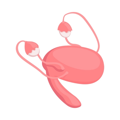 Isometric female reproductive system organs 3d vector illustration