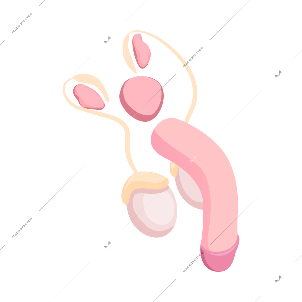 Isometric male reproductive system organs 3d vector illustration