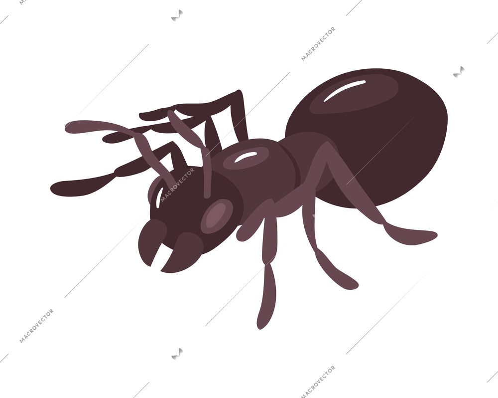 Isometric black ant on white background 3d vector illustration