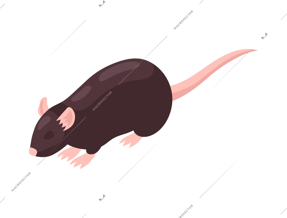 Isometric rat on blank background 3d vector illustration