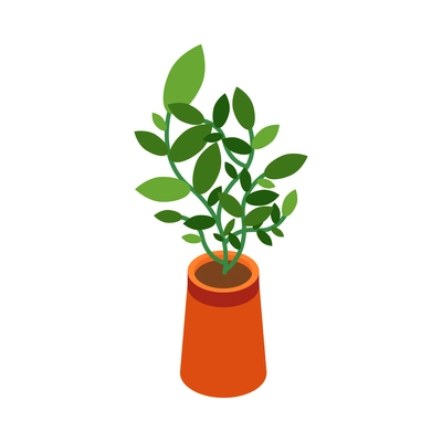 Potted house plant with green leaves 3d isometric vector illustration