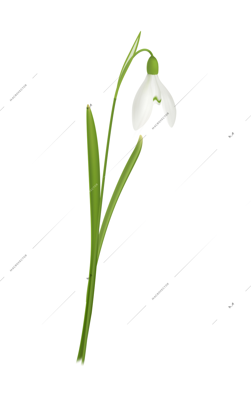 Spring snowdrop flower with green leaves realistic vector illustration