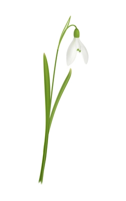 Spring snowdrop flower with green leaves realistic vector illustration