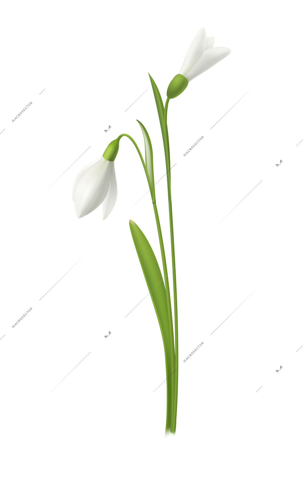 Two realistic blooming snowdrop flowers on white background vector illustration