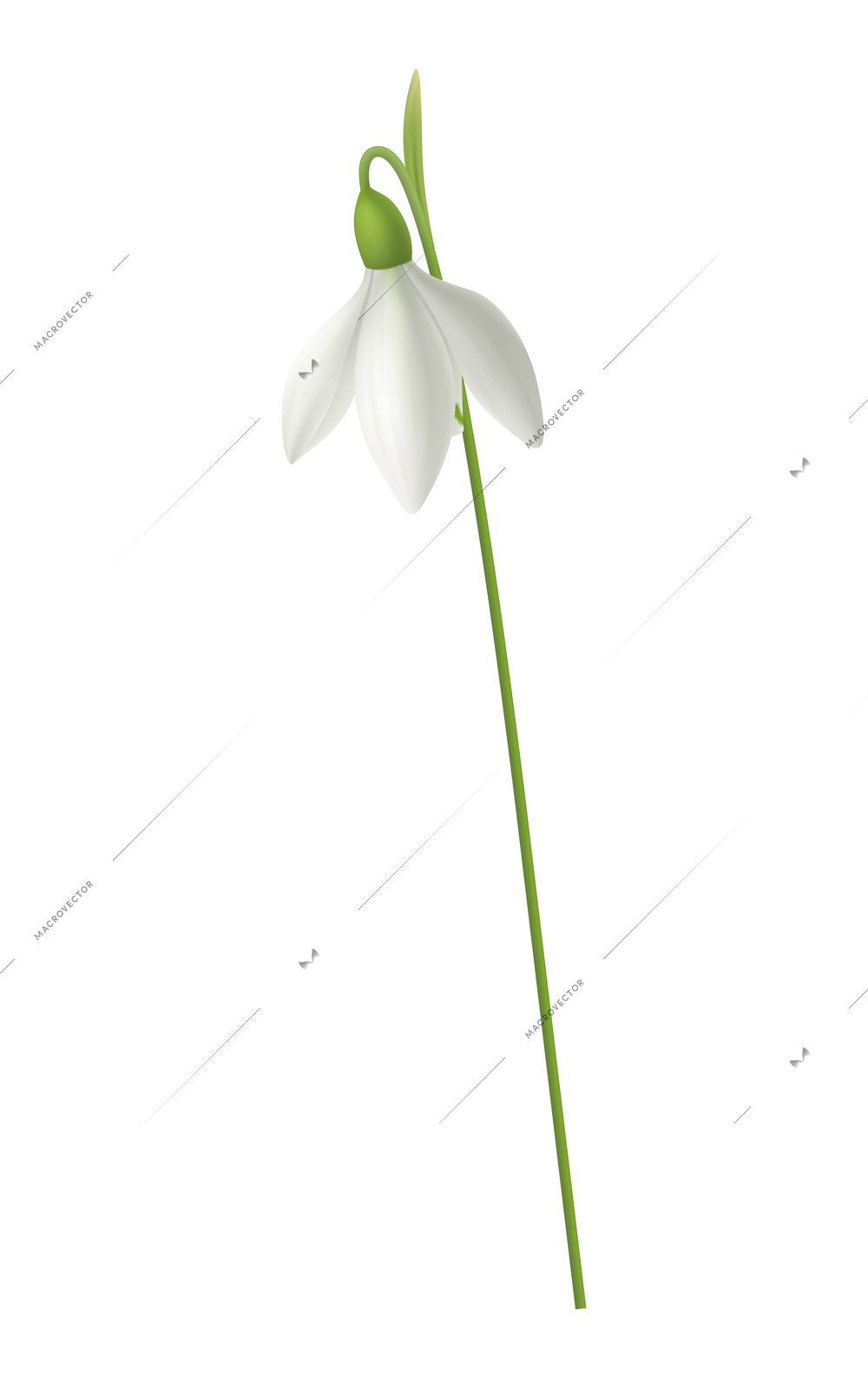 Realistic blooming snowdrop flower on white background vector illustration