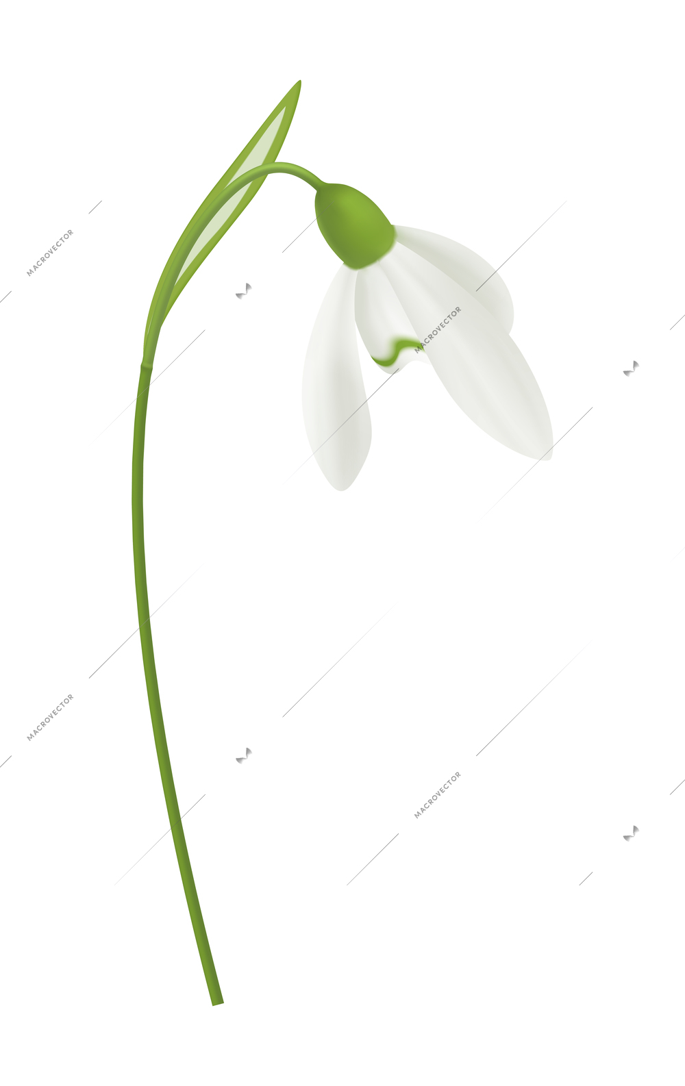 Beautiful snowdrop flower against blank background realistic vector illustration