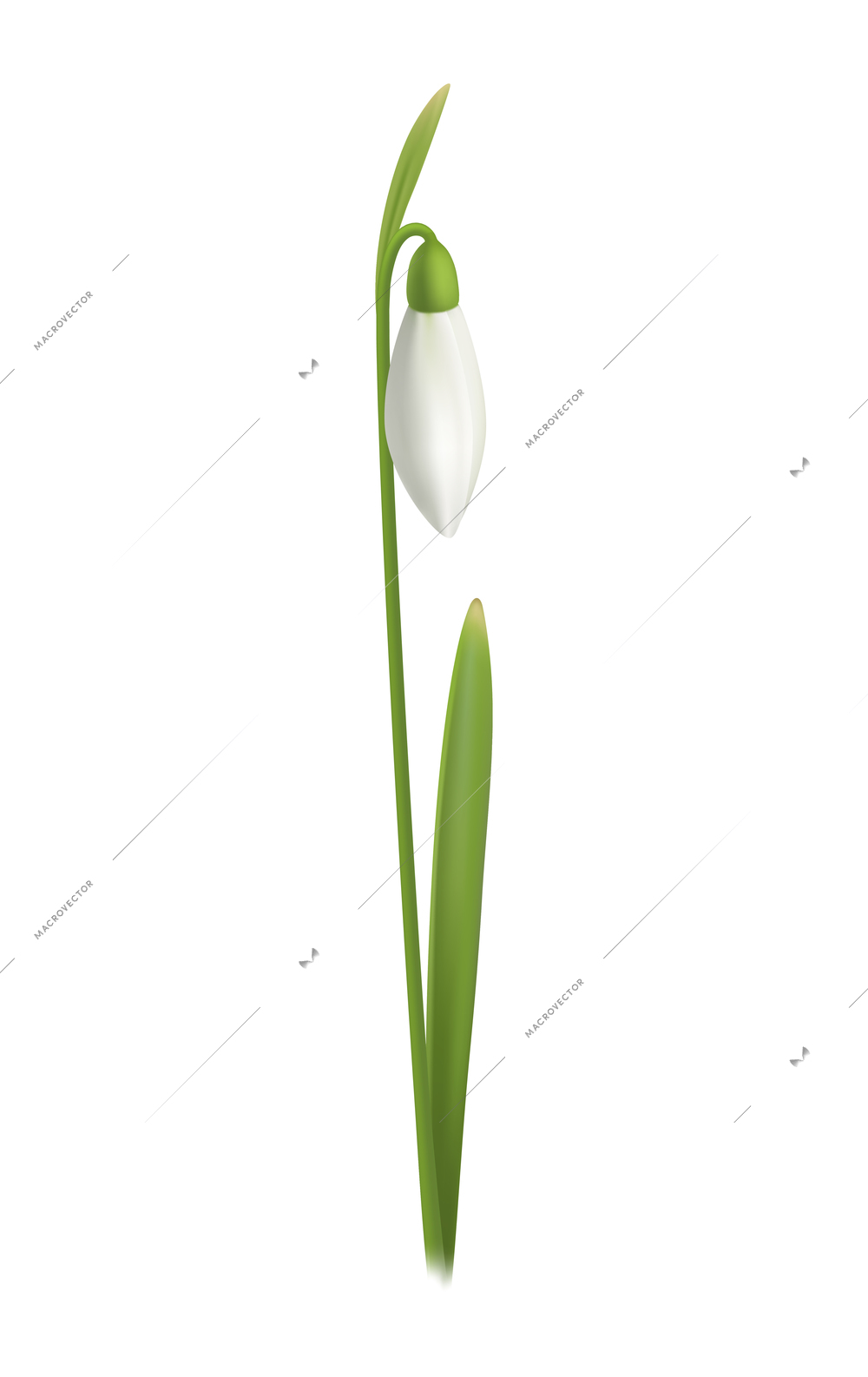Realistic snowdrop flower with green leaf on white background vector illustration