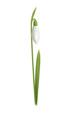 Realistic snowdrop flower with green leaf on white background vector illustration