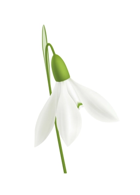 Realistic snowdrop flower closeup on blank background vector illustration