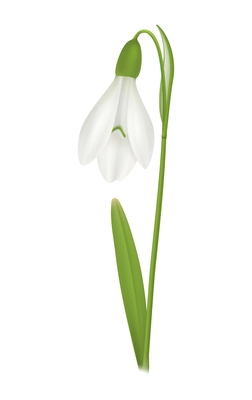 Realistic snowdrop flower on white background vector illustration