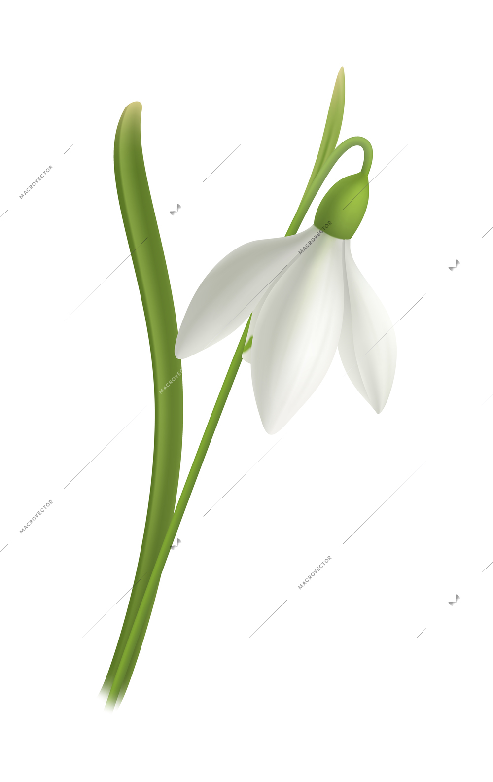 Realistic snowdrop white spring flower with green leaf vector illustration