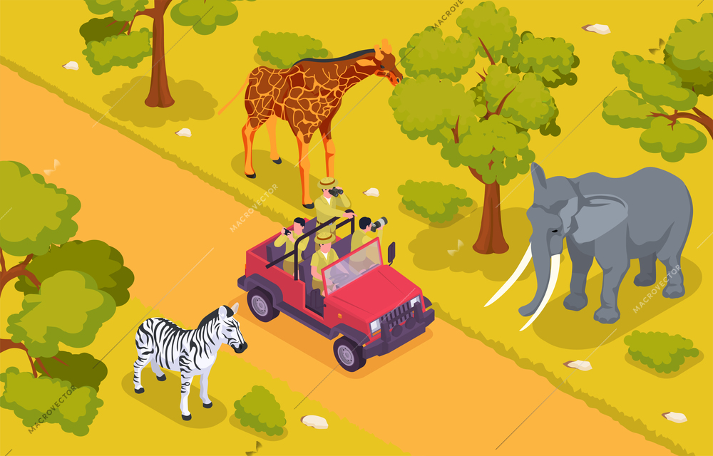 Safari isometric colored composition group of tourists is driving along road in the wilderness and sees animals all around vector illustration