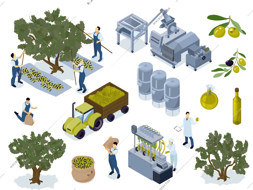 Isometric olive oil production set of isolated tree icons with olives factory tanks and human workers vector illustration