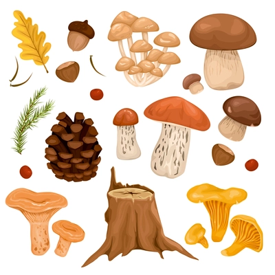 Forest mushrooms set of russule boletus chanterelle porcini honey agaric cartoon icons isolated vector illustration