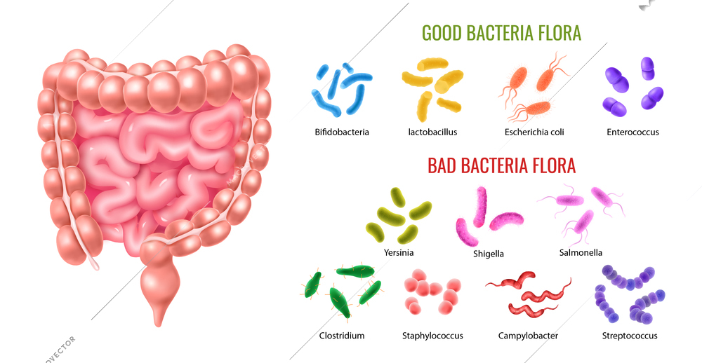 Human colon bacterial flora infographics illustrated intestine anatomy and set of good and bad bacterias with description vector illustration