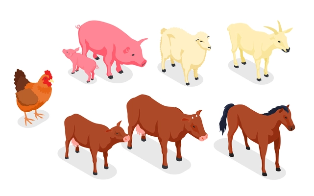 Farm animals veterinary isometric colored icon set with animals and their children cow and calf horse and foal pig and piglet chief and lamb vector illustration