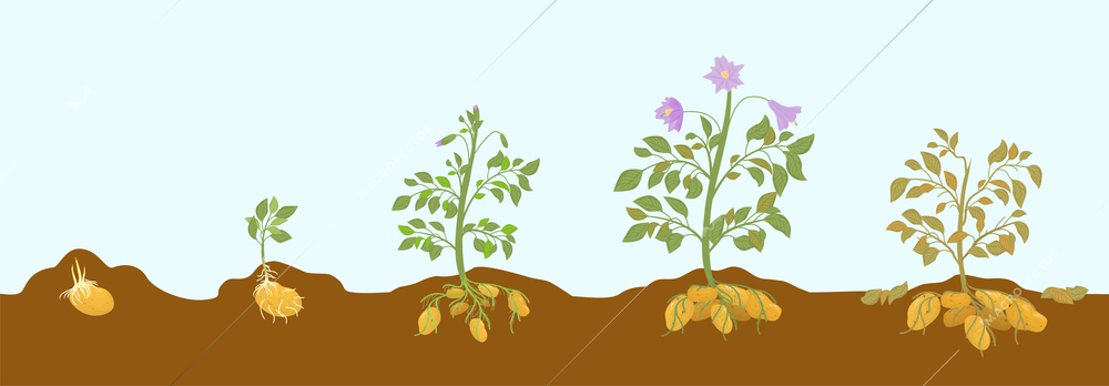 Potato flat grow stages horizontal composition with side view of potatoes plants growing up from ground vector illustration