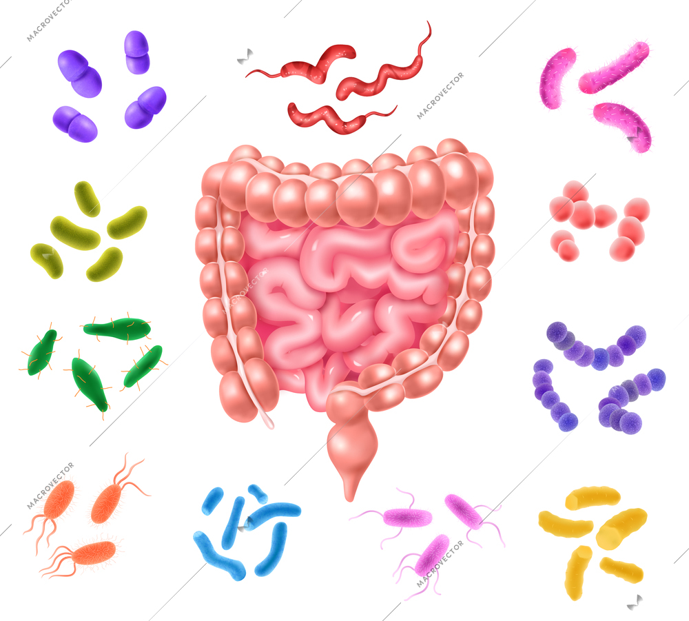 Human colon bacterial flora realistic color set with intestine image in centre and good and bad bacterias around  isolated vector illustration