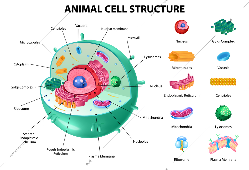 Animal cell anatomy infographics with detailed educative diagram and labelled elements realistic vector illustration