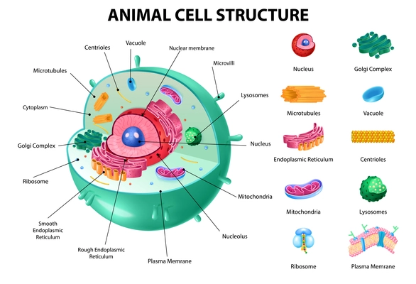 Animal cell anatomy infographics with detailed educative diagram and labelled elements realistic vector illustration